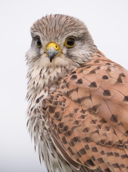 Portrait einer Falken-Dame. Sie ist von der Seite fotografiert und hat ihren Kopf direkt zur Kamera gedreht
Portrait of a female falcon. She is photographed from the side with her head turned directly towards the camera.