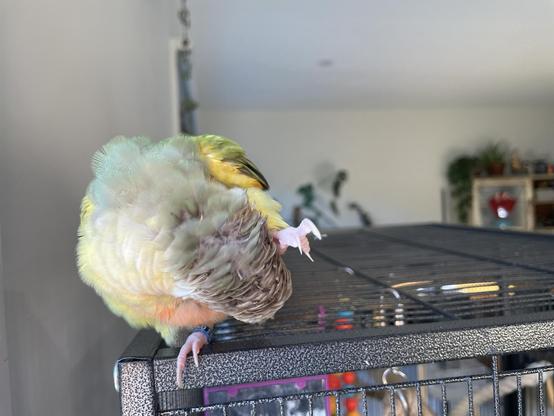 A yellow and green parrot on the top of his cage, his head is tucked under between his legs, one foot up. He is CHECKING.