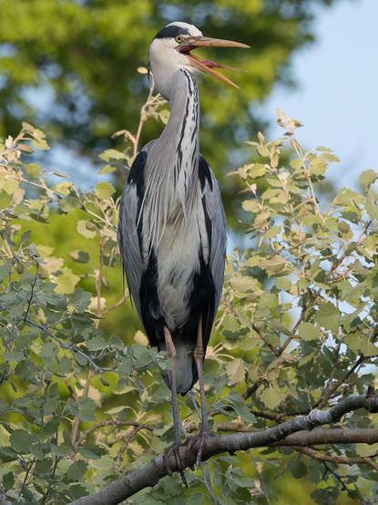 Ein Graureiher sitzt auf einem hohen Ast, er hat seinen Schnabel weit geöffnet und die Zunge herausgestreckt
A grey heron sits on a high branch, his beak wide open and his tongue sticking out