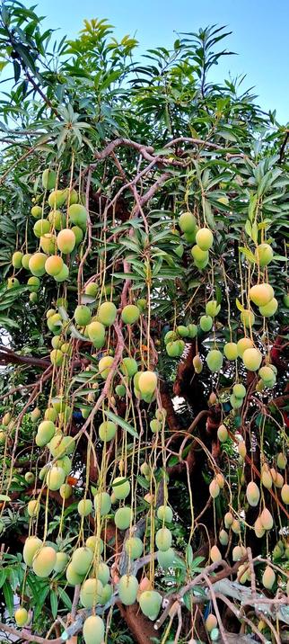 A mango tree at my uncle's farm. It has twenty varieties of mangoes on the same tree. It's mango season in India and we are all very happy about it.