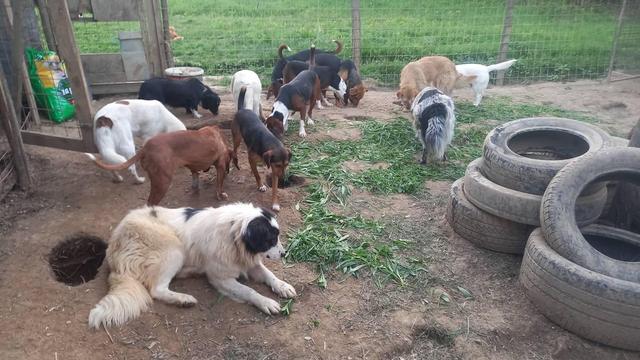 Thirteen dogs outside in a dog shelter
