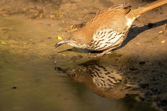 A bird with a speckled chest is captured drinking water from a pool, creating a mirror-like reflection on the surface. The warm lighting highlights the bird's detailed feathers and the surrounding earthy tones. Photography ©Debra Martz