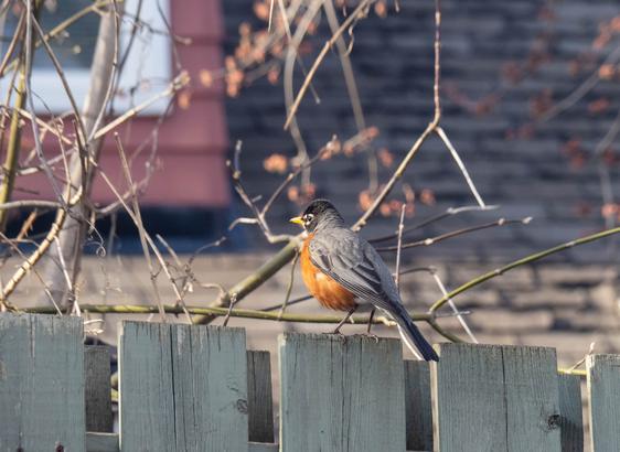 A robin with a puffed up chest, on a fence, looking away from the camera