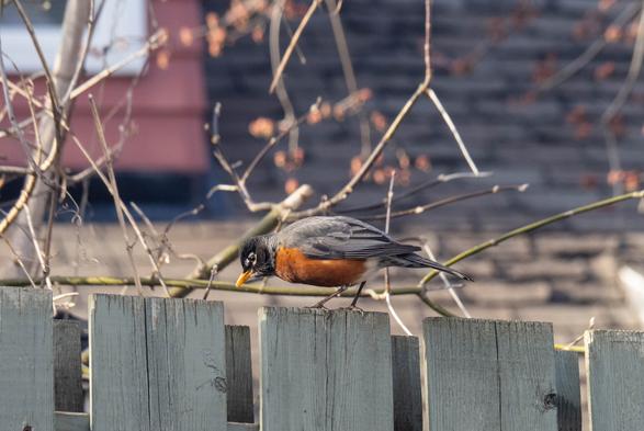 The same robin, in the middle of cleaning their beak on the the fence, bent forward