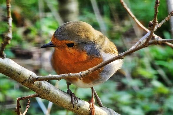 A European robin with a bright orange breast perches on a twig against a blurry green background.
