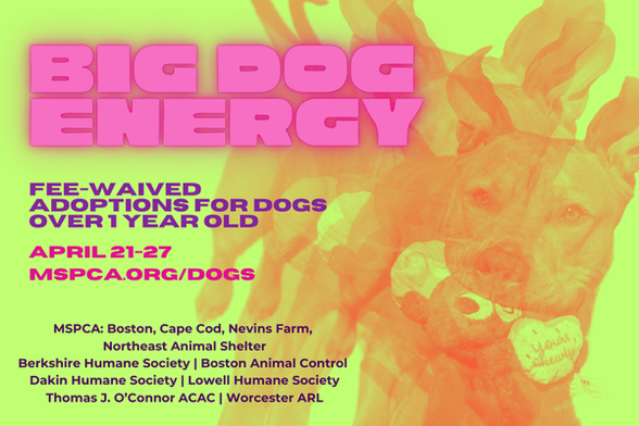 A graphic detailing the Big Dog Energy adoptathon. The background is bright yellow and the words 'big dog energy' are in hot pink text in the upper left, followed by text in alternating purple and pink. on the right is an image of a mixed breed dog holding a plushie toy in its mouth. a few versions of the dog are blurred in an effect.