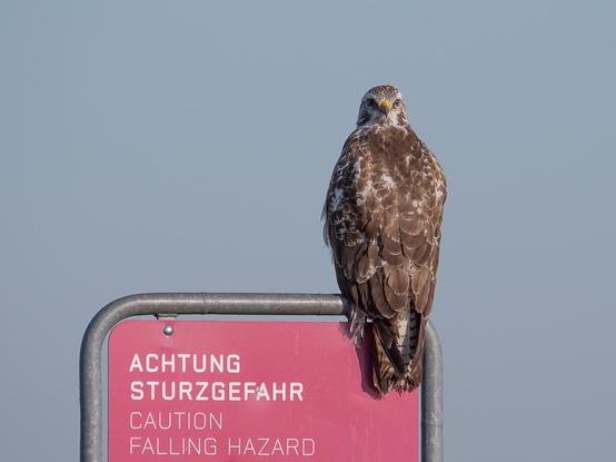 Ein Bussard sitzt auf einem Schild, auf dem "Achtung Sturzgefahr" steht. Der Bussard sitzt mit dem Rücken zur Kamera und hat seinen Kopf um 180 Grad nach hinten richtung Kamera gedreht
A buzzard sits on a sign that reads "Caution: Falling Danger." The buzzard sits with its back to the camera and its head turned to the camera.