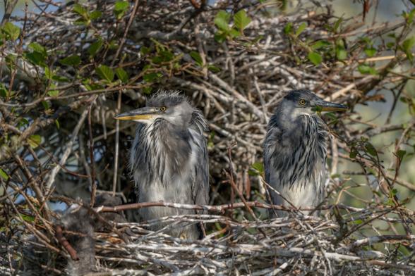 2 Graureiherküken im Nest - am Rand hängen die Überreste eines dritten Geschwisters.