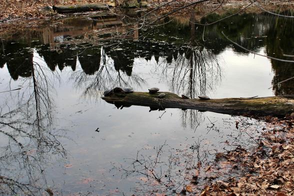 Bale of turtles on a partially submerged decaying log in a pond with the water surface reflecting the log, a few of the turtles, nearby  trees and the sky overhead.