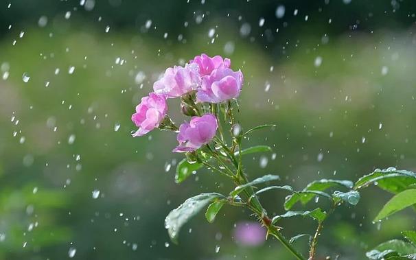 photo of a branch with pink blossoms in the rain