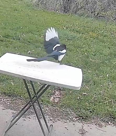 A bird is landing on a white table, with its wings partially spread. The background features green grass and some scattered vegetation.