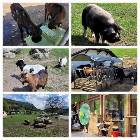 Collage 6 Bilder von Tieren,  Ziegen, Kühen,  Hängebauchschweinen