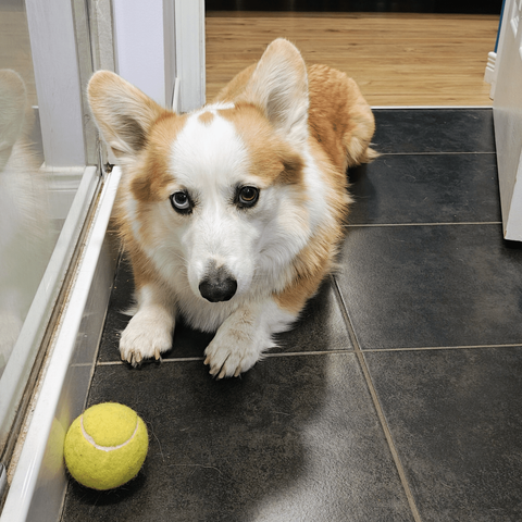 Guimauve on the bathroom floor with his ball looking expectantly