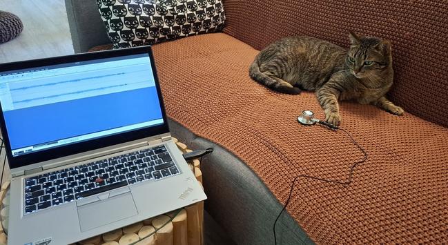 A photo in a living room, on the small table a Thinkpad computer open, with audacity on the display. A USB device is connected, a long wire with the head of a stethoscope is on the sofa, nearby to a young tabby cat (playing with the wire).