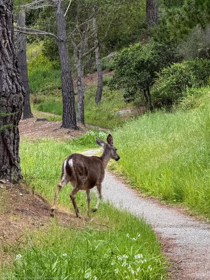 The image shows a deer walking along a gravel path through a wooded area. The deer has brownish-gray fur and appears to be a doe. It’s traveling on a narrow trail that winds through tall green grass with some small white wildflowers visible along the edges. The scene is set in a mixed forest with several pine trees visible by their distinctive dark trunks and some broadleaf shrubs and undergrowth in the background. The setting has a peaceful, natural atmosphere with dappled sunlight filtering through the trees, creating a serene woodland scene.