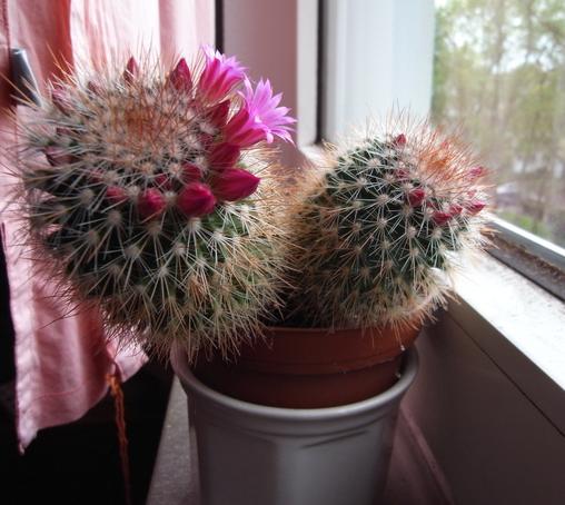 Ein kleiner Kaktus auf einer Fensterbank mit rosa Blüten. Die meisten sind noch geschlossen, zwei sind geöffnet