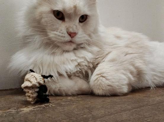 Un maine coon blanc allongé sur le sol. Devant lui un cloporte fait au crochet, légèrement en boule et vu de dos