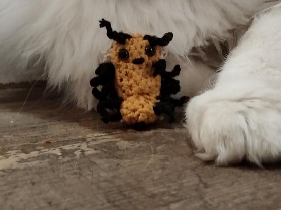 Le cloporte vu de face à côté d'une grosse patte de chat