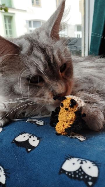 Une maine coon grise qui sent le cloporte
