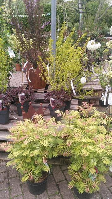 Gelblaubige und rotlaubige Sträucher