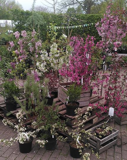Weiße und rosa blühende Sträucher auf Holzpaletten