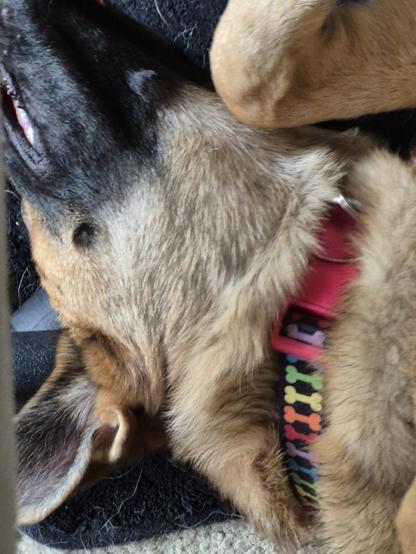 Artemis upside down for belly rubs !!