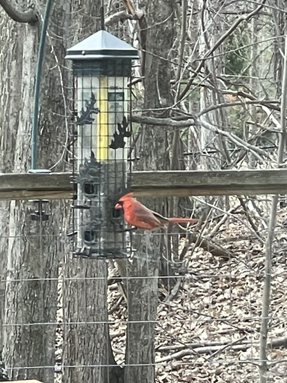 Make cardinal on a birdfeeder.
