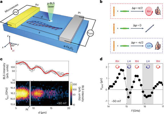 Control of spin currents by magnon interference in a canted antiferromagnet