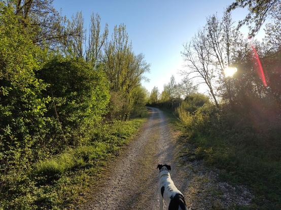 Imagen de un camino rodeado de arboles