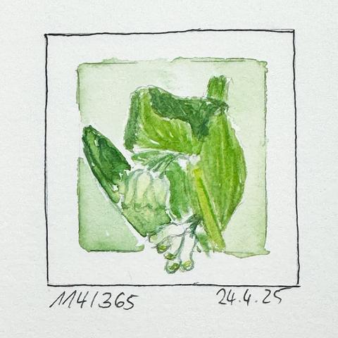 Aquarell, das eine Nahaufnahme von grünen Blättern und Knospen in einem quadratischen Rahmen.
