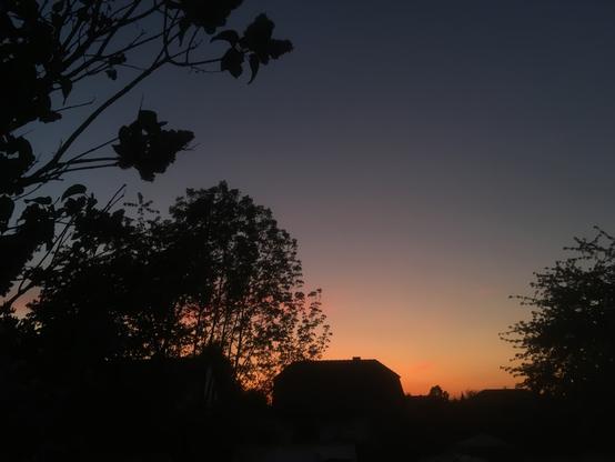 Links was mittig und am rechten Bildrand sind die Silhouetten von Bäumen zu erahnen. Ganz links am Bildrand ragen die Zweige eines Flieders ins Bild. Im Hintergrund leuchtet nachtblau dunkel der wolkenfreie Himmel im Hauch zwischen hell und ins dunkle Blau gehend. Die Sonne schickt ein letztes Licht über den Himmel und beleuchtet den unteren Himmel sanft orange rosa, ist selbst jedoch nicht mehr zu sehen.
