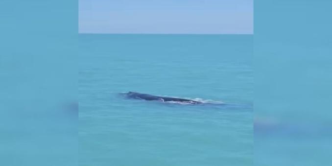 People Are Stunned To Spot Extremely Rare 'Once In A Lifetime' Animals On Mysterious Journey