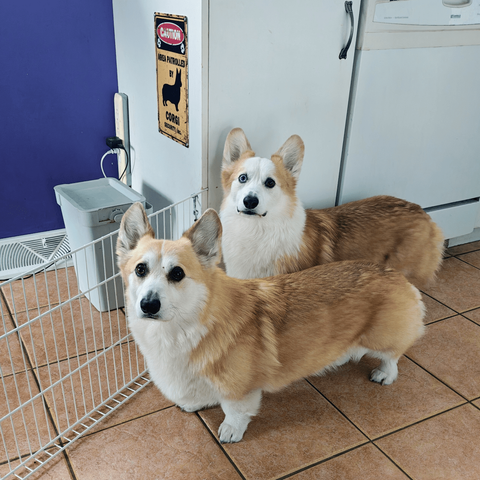 Both Floof and Guimauve anticipating their walk