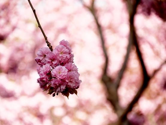Cherry flowers in fore- and background