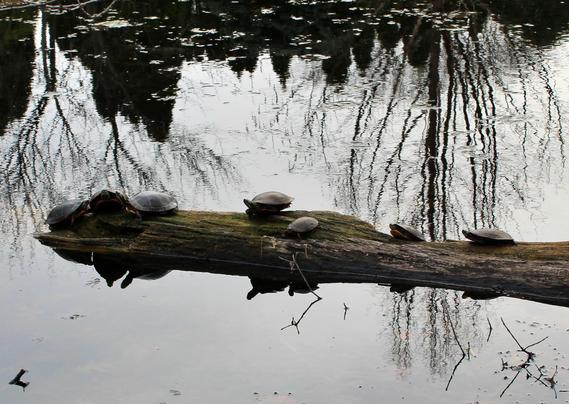 A bale of turtles gathered on a partially submerged decaying log with the surrounding water surface reflecting the nearby trees, the log and some of the turtles with craned necks.