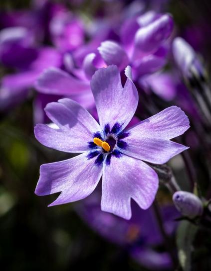 The photograph shows a single, bright purple bloom in sharp focus against a blurred background of similarly purple petals and dark stems. The flower in the foreground has five delicate petals radiating from a darker, almost navy center. Within this dark center, a small, bright yellow stamen adds a contrasting pop of color. The petals themselves are slightly split at their tips, giving them a star-like appearance. Soft, natural light illuminates the bloom, highlighting the subtle textures and veins of the petals. In the blurred background, hints of other purple blooms and dark, slender stems create a sense of depth and fullness. At the bottom right, an unopened bud hints at the potential for more blooms. The overall effect is one of delicate beauty and the fresh vitality of spring.