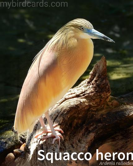 🌍 Squacco heron (Ardeola ralloides)

The squacco heron is a compact species of heron known for its small size and distinctive appearance. A migratory bird, it breeds in southern Europe, south-west Asia, and parts of Africa, and overwinters in sub-Saharan Africa. It has pale buff or light brown feathers, streaked with darker markings, and a long, sharply-pointed bill. During breeding season (pictured), it develops long, ornamental plumes on its head, neck, and back. The squacco heron is primarily found in wetland habitats, such as marshes, swamps, and rice fields. It feeds on a variety of aquatic prey, including small fish, frogs, insects, and crustaceans. 

Conservation status: Least Concern (IUCN 3.1)

📷: Photo by MAKY_OREL via Pixabay https://pixabay.com/photos/heron-hairy-ardeola-ralloides-2461169/

HPLY