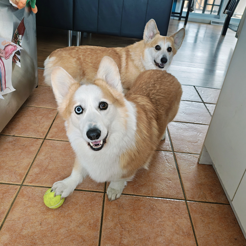 Guimauve with his paw on his ball and Floof behind him looking excitedly.