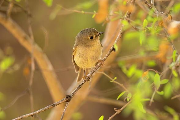 A small bird with soft olive and yellow plumage perches delicately on a thin branch surrounded by green leaves. The background is softly blurred, highlighting the bird's gentle stance. Photography by Debra Martz