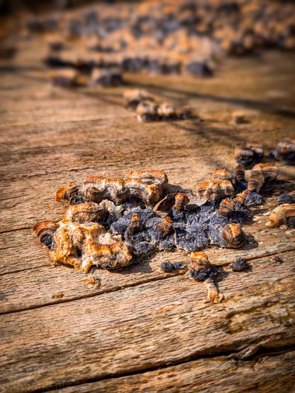Close-up of weathered wood with patches of mold. It has a somewhat crumbly texture, with a mix of colors including a rusty orange, light beige or off-white, and dark gray or black. Some parts look flaky and slightly raised from the surface of the wood.
