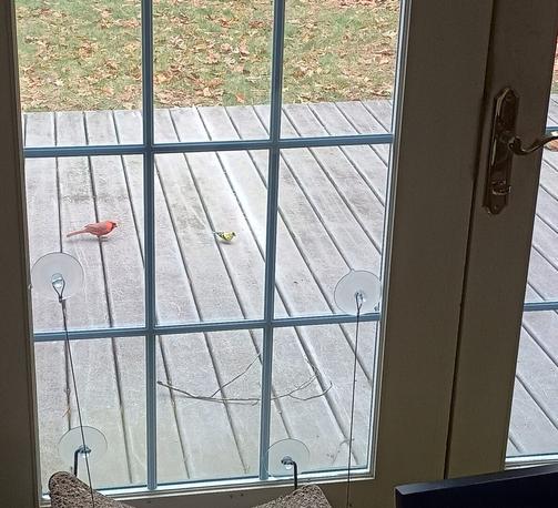 A male cardinal and a male goldfinch eat sunflower seeds on my deck. In the corner of the photo, you can see a chipmunk gobbling seeds.