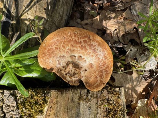 Picture of a Dryad Saddle (Cerioporus squamosus) growing on boxelder in Southeast Ohio.