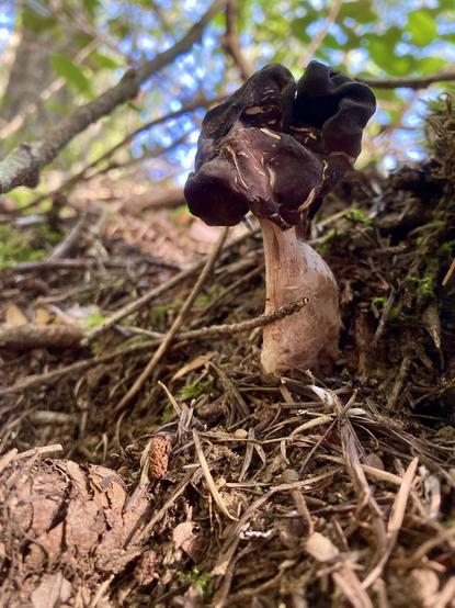 Early spring Elfin Saddle mushroom closeup