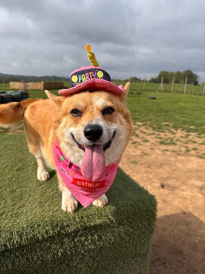 Canis lupus pembrokensis, on an astroturf plinth in the middle of day care field, wearing a festive hat and bandana reading "birthday girl." Tongue still out in a happy smile. (She hates wearing things but she will put up with anything if there's attention in it.)