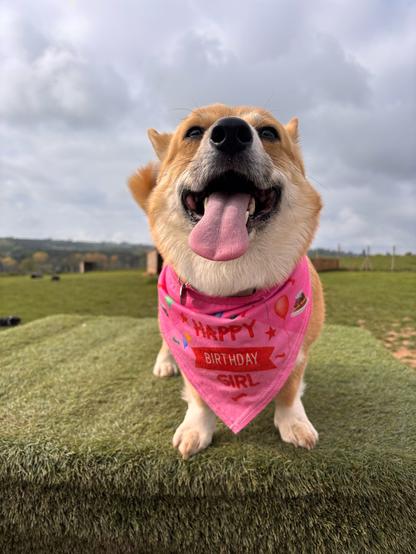 Canis lupus pembrokensis, still on the plinth wearing the bandana, but she's managed to get rid of the hat. Tongue flying and smile bigger than ever.