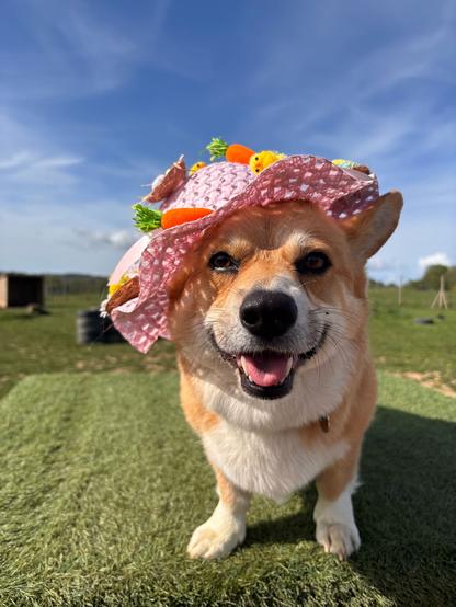 Canis lupus pembrokensis, on the plinth, wearing a floppy pink polka dotted hat with non-denominational Easter paraphernalia attached to it.