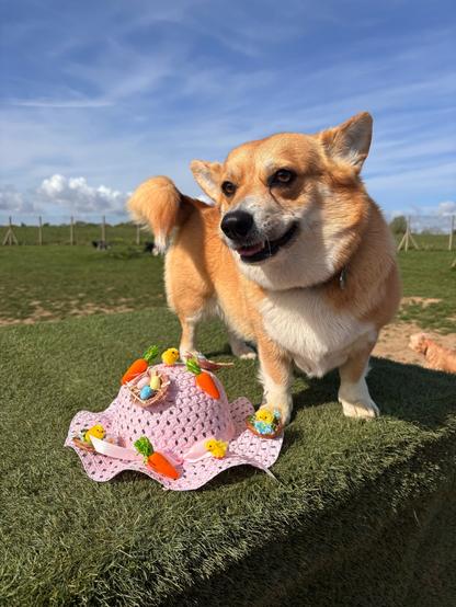 Canis lupus pembrokensis, standing on the plinth triumphantly next to the floppy hat, which she has managed to remove from her person.