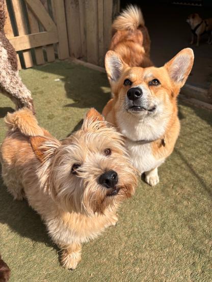Canis lupus pembrokensis, hanging out in the sun with her pal Archie the Westie.