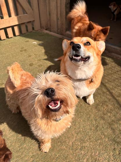 Canis lupus pembrokensis and Archie, getting ready to receive treats.