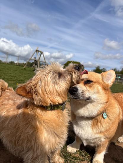 Canis lupus pembrokensis, snuggling shamelessly with Archie against a bright blue sky. (Actually, I think he's licking her face and she isn't sure she likes it.)